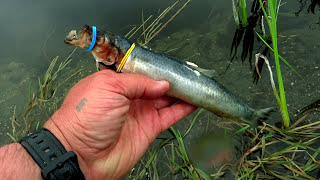 Zombie herring catches fish. Рыбалка щука атакует зомби рыбу. screenshot 4