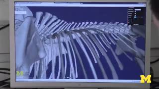 Paleontologists Present Online Showcase of 3-D Fossils
After more than two decades of planning, recent technical advances have enabled a museum to place hundreds of 3-D scanned images on a new website. Initially intended as a tool to help field paleontologists identify fossils, the powerful new resource is expected to have wide appeal to students and the general public, according to the museums director.
Source: Univ. of Michigan
Read more: http://www.laboratoryequipment.com/videos/2014/05/paleontologists-present-online-showcase-3-d-fossils Paleontologists Present Online Showcase of 3-D Fossils