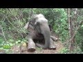 Injured Giant Elephant !