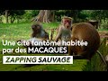 Une cité fantôme habitée par des macaques - ZAPPING SAUVAGE