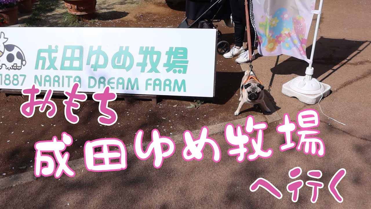 パグの おもち 成田ゆめ牧場に行く ドッグラン編 Youtube