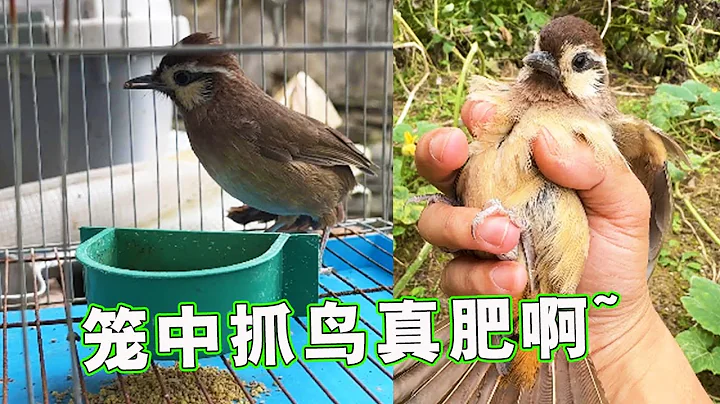 籠子里放糧測試麻雀膽量，沒想到都是傻的，偷吃被抓了【天下一場夢】 - 天天要聞