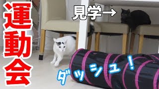 猫4匹の深夜の大運動会を撮ろうと思ったら…