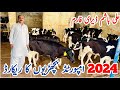 Ali hashim dairy farm  imported australian friesian heifers  new record of 2024  30 may 2024