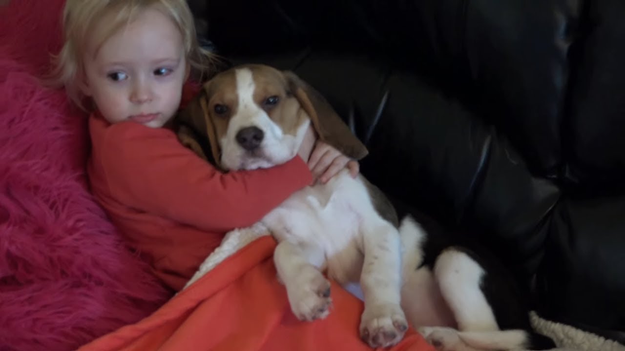 Beagle are the Cutest Snuggle Dogs | Cute Dogs Hug Baby