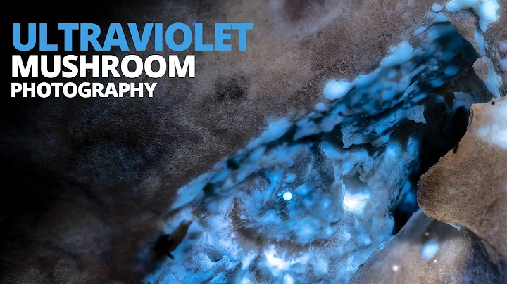 Fluorescent Fungi - Ultraviolet Mushroom Macro Photography