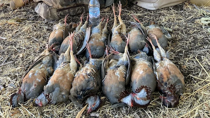 Chasse aux perdix et lièvres au Maroc - partridge hunting (Saison 2025)
