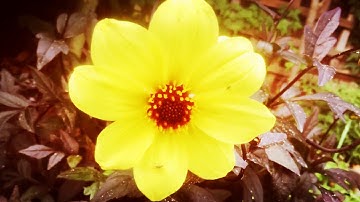 Scott Lloyd - Down To Earth (Official Video)