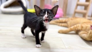 Adorable kitten ORio come to Me and Say Hello To Me…