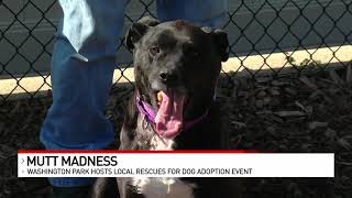 'Mutt Madness': Washington Park hosts local rescues for dog adoption event