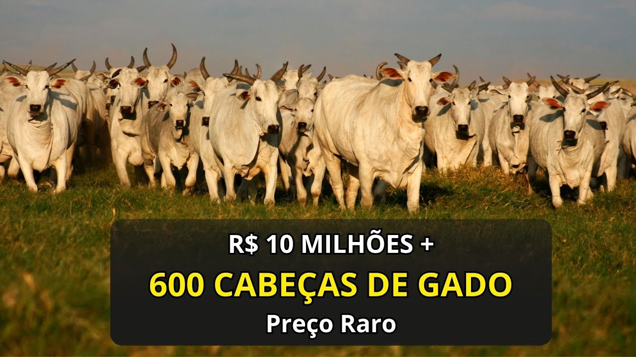 Fazenda à venda 1.016 Ha em Padre Bernardo GO | 600 Cabeças de Gado | Preço Raro | Próx. a Brasília