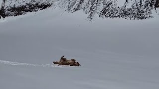This Shepherd Dog Just Found His Happy Place, And Kept Enjoying Every Bit Of Snow