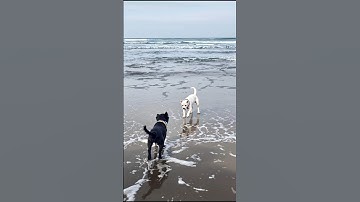 Cute Puppies Funny Playing On The Beach #dog #puppy #cute #viral #funny #shorts