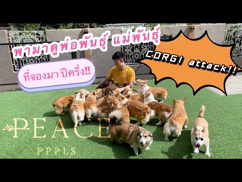 CORGI | บุกcorgi farm คอร์กี้เยอะมากกกก!! โดนลุมเละ peacepppls EP.1