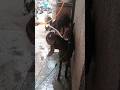 My Goat Is Taking Bath Part-2 #goat #myanimals #animals #mygoats