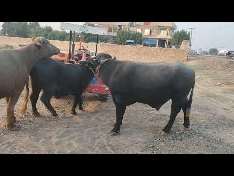 How to Buffalo meeting/ Buffalo crossing video/ buffalo farming video/