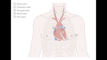 Cardiovascular Examination - Clinical Examination of the Heart