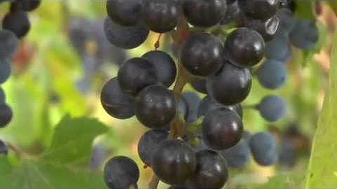 Wyoming Ag Wine Production
