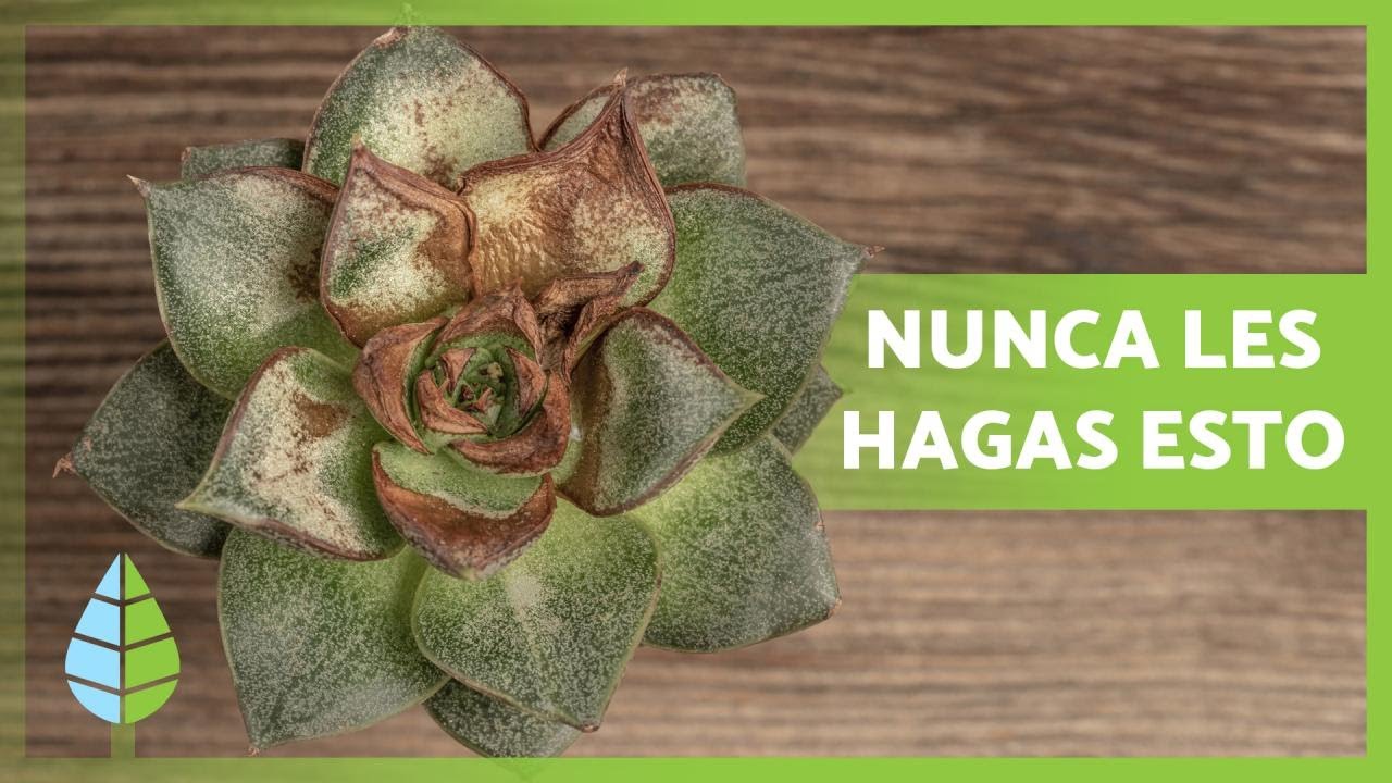 Chicle Cena camuflaje 13 TIPOS de PLANTAS SUCULENTAS - Nombres, características y cuidados