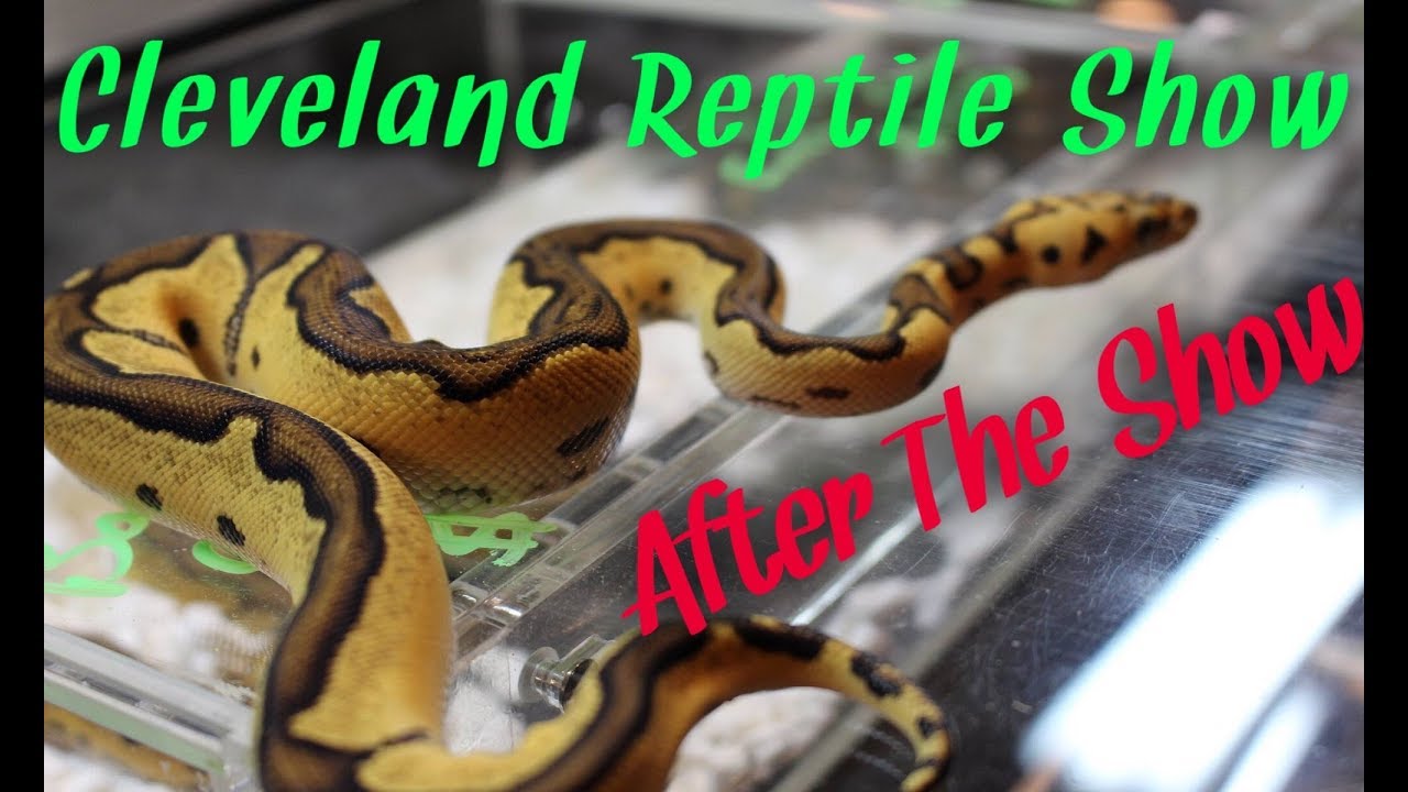 After the show, Cleveland Reptile Show YouTube