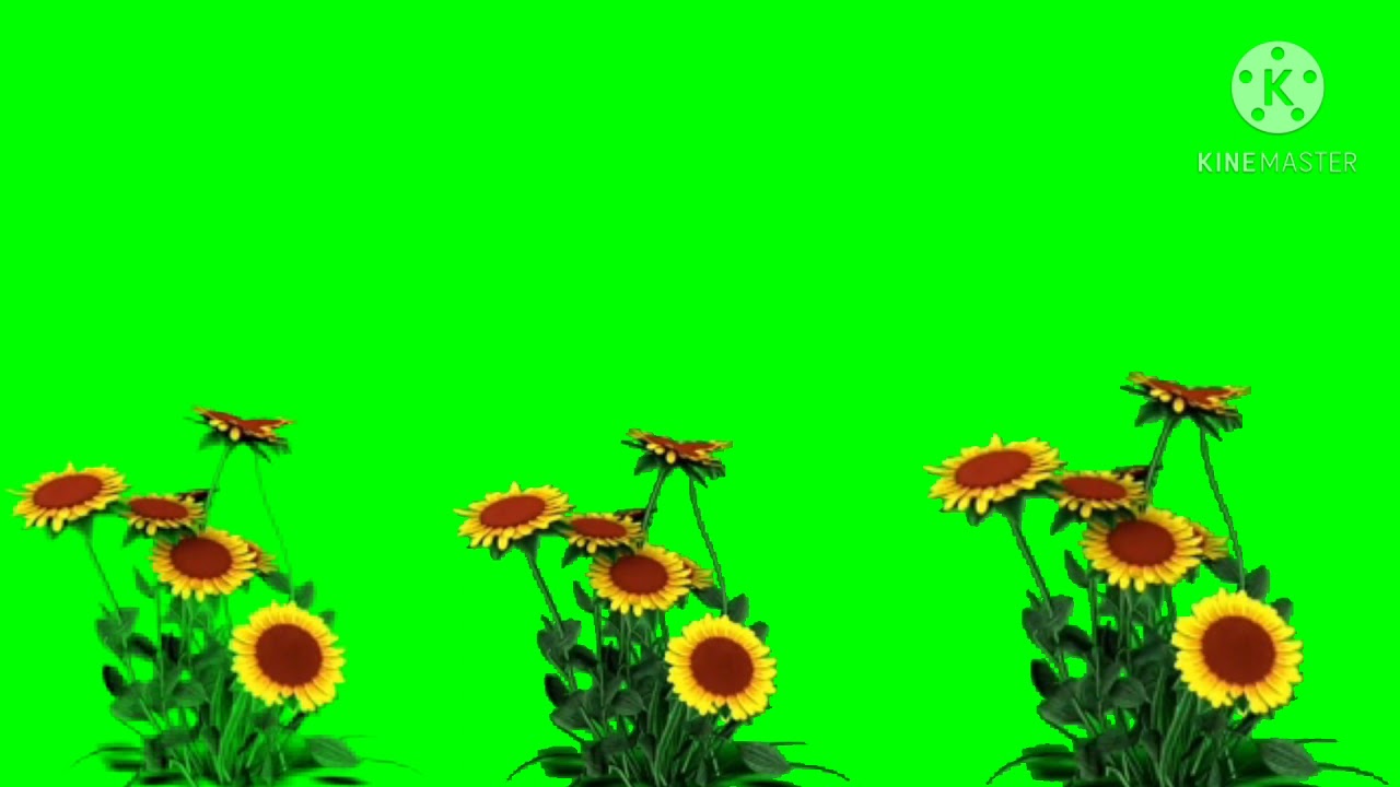 No copyright green screen Jasmine flower