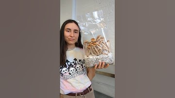How to Grow Mushrooms in Bags using ShroomTek | QUICK tutorial #howto #mushroomcultivation #diy