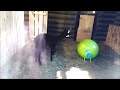 Малышка альпака и овца Долан живут дружно и играют в мячик 27.04.2024