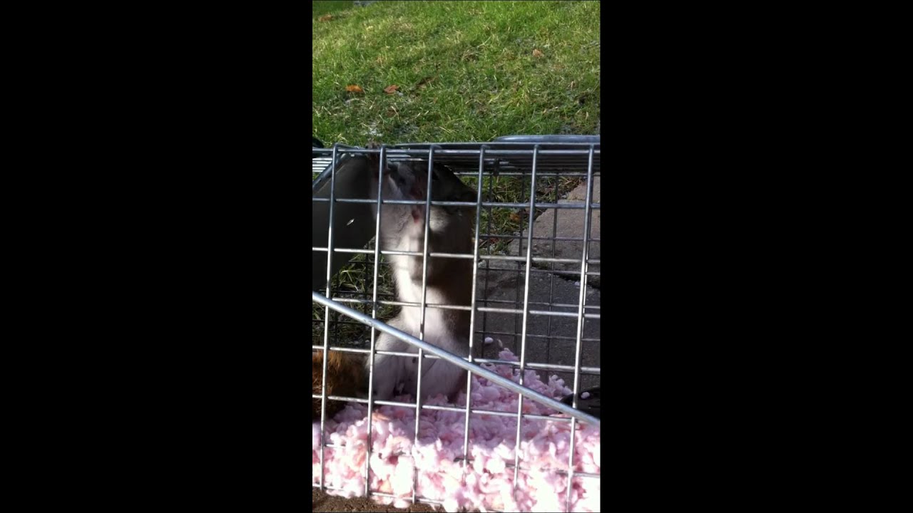 wildlife removal columbus ohio Red Squirrel in Humane Trap