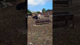 Mi pueblo querido 📍 Pamaceo Guanajuato #miranchito #elganado #vacas #elecuaro