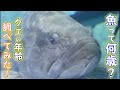 クエが何歳か調べてみた結果【魚の年齢.1】