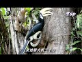 Oriental Pied Hornbill at Miri Sarawak (complete details of breeding session) 2019