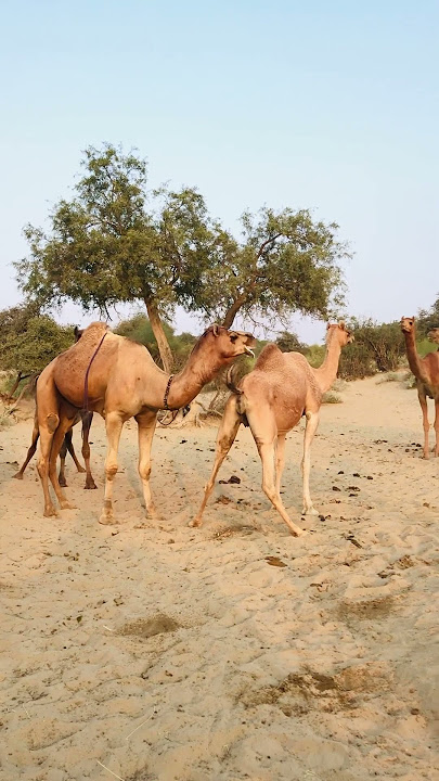 Male camel checking partner pregnancy #shorts