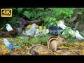 Squirrels  birds watching  10 hours squirrels and birds full of nature for cats   dogs  4k