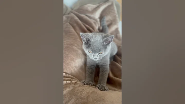 Video 9894071: lovely british shorthair kitten, cute cat