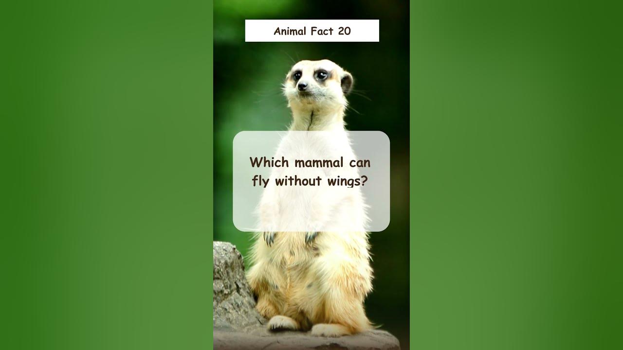 Which mammal can fly without Wings? #facts #shorts #didyouknow #