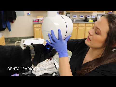 Veterinary Radiology | AVMA