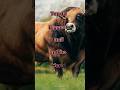 Top 10 Biggest Bull In The World Bull Top10 Cattle Short