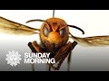 Invasion! Asian giant hornets have arrived