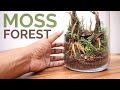 Moss forest in a jar moss terrarium build