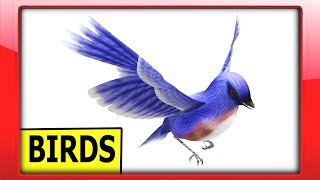 Learn Birds Sounds \& Names for Kids | Preschool Animal Video in English