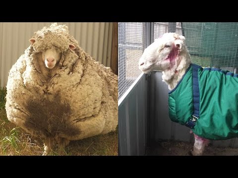 Sheep Looks Unrecognizable After 80 Pounds of Wool is Sheared
