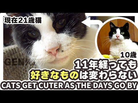 好きなものは変わらない21歳の高齢猫