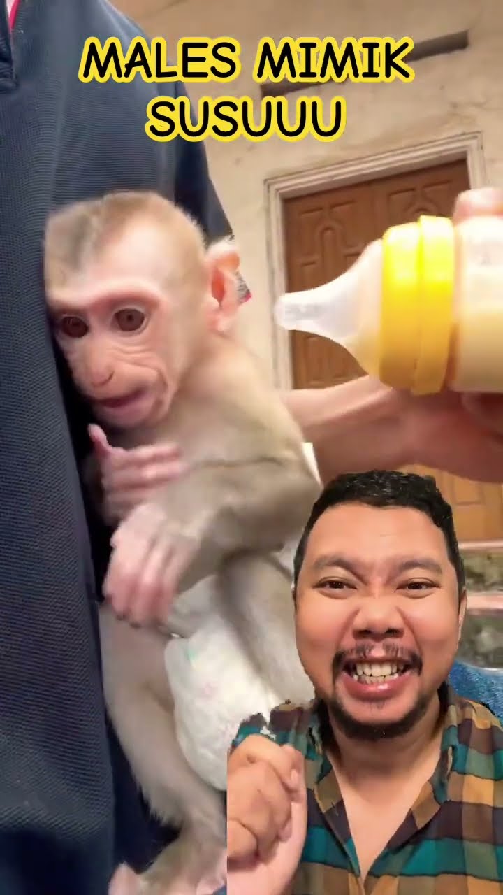 MALES MIMIK SUSU MASIH KENYANG DADDDY!!??? #monkeybibib #pitymonkey #monkeybobo #shorts