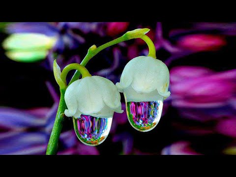 Vídeo: Tulipes misterioses: flors negres al jardí