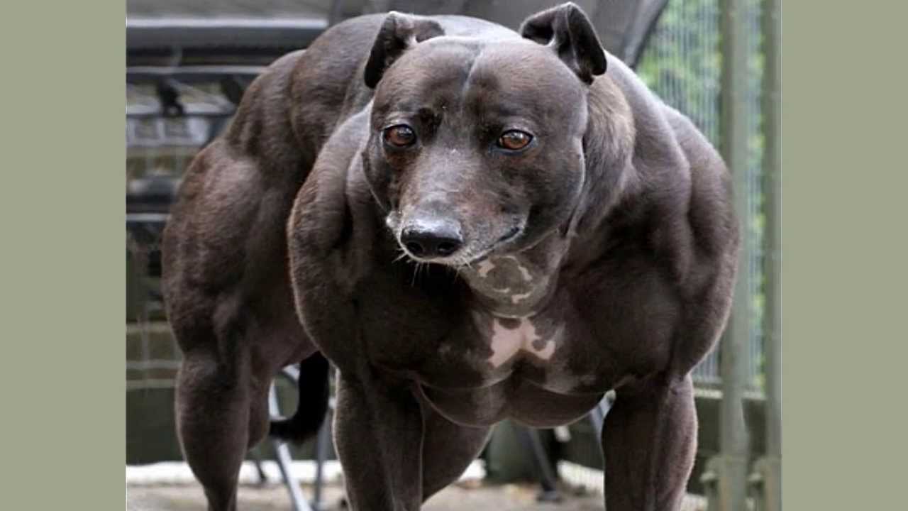 Сильный мускулистый пес. Стаффордширский терьер миостатин. Американский питбультерьер Халк.