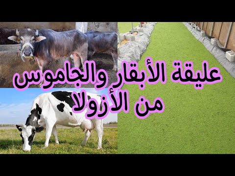 أفضل مكونات عليقة الأبقار والجاموس باستخدام الأزولا