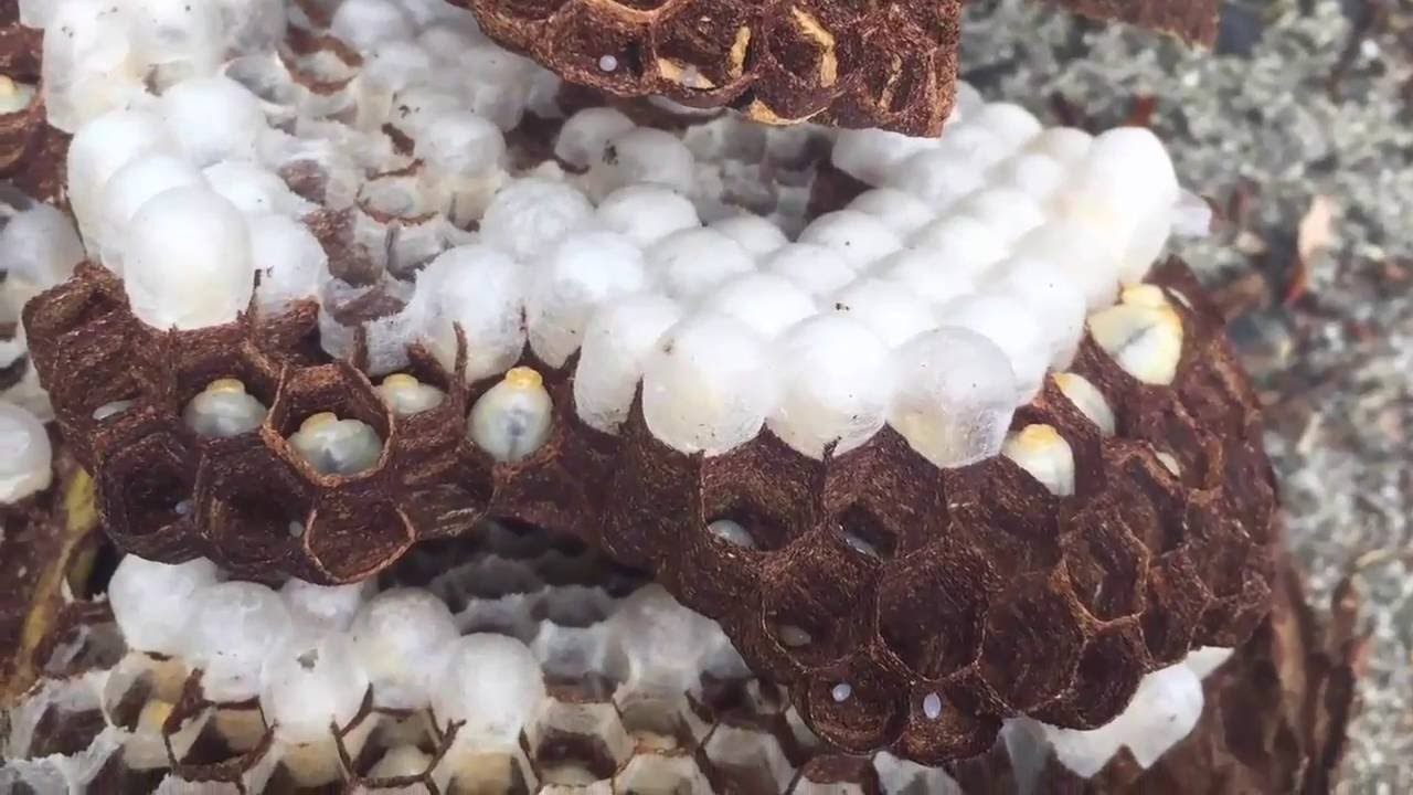 How I Spray Giant Nest and kills all inside YouTube