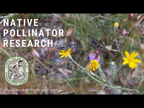 Native Pollinator Research