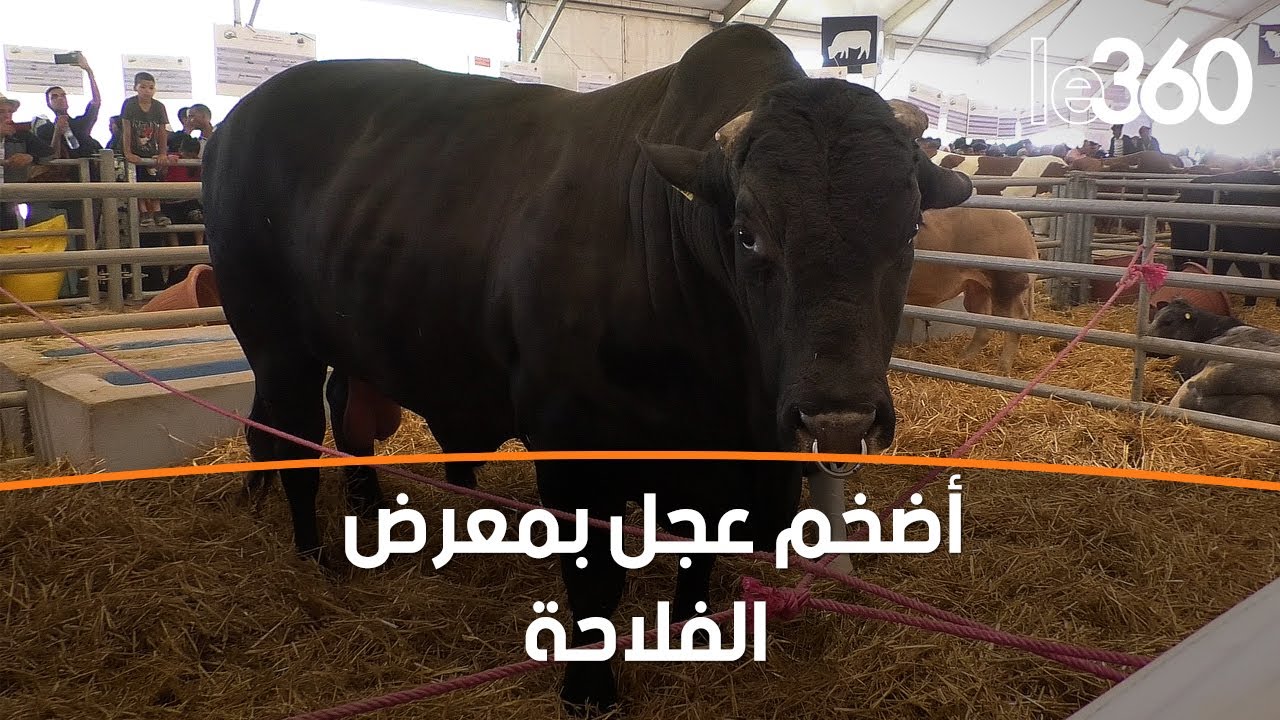 من أصل برازيلي.. شاهد أكبر عجل يصل وزنه لـ1,8 طن - YouTube
