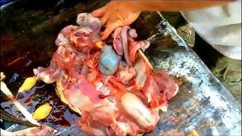 How to Clean a Snapping Turtle